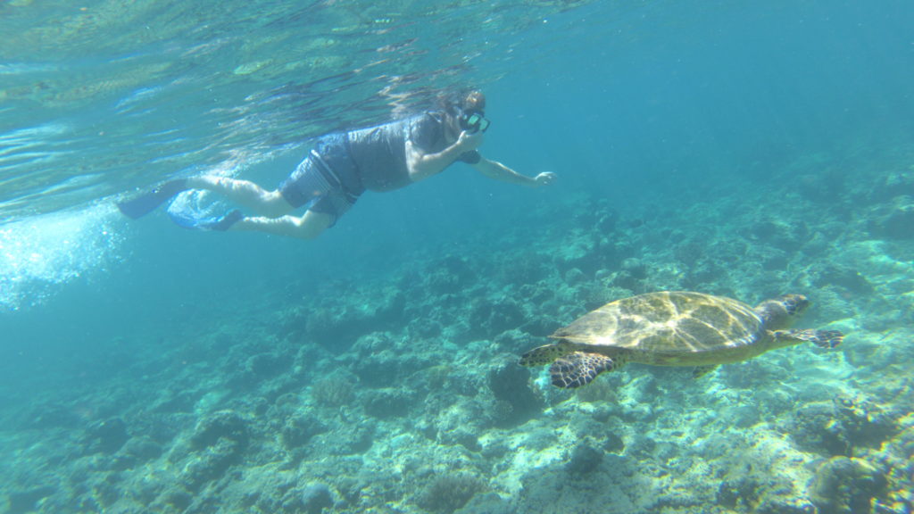 Snorkeling with turtles